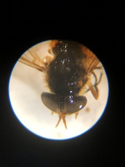 Apatolestes