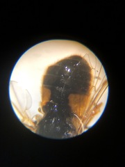 Apatolestes