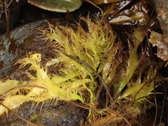 Grateloupia californica