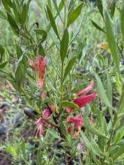 Eremophila decipiens
