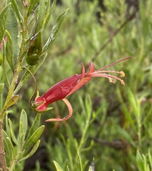 Eremophila decipiens