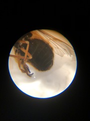 Apatolestes