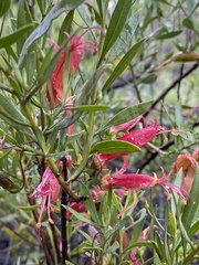 Eremophila decipiens