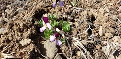 Viola trinervata