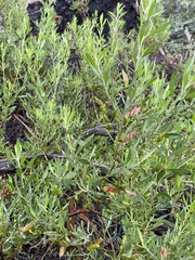Eremophila decipiens