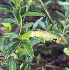 Eremophila serrulata