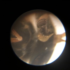 Apatolestes