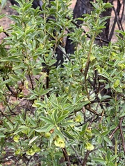 Eremophila serrulata