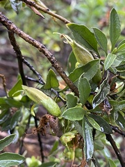 Eremophila serrulata