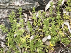 Galium verrucosum