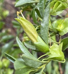 Eremophila serrulata