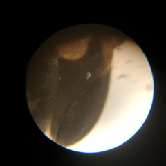Apatolestes