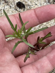 Bidens cabopulmensis