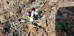 Viola trinervata
