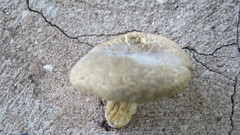 Hypomyces