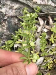 Galium verrucosum