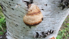 Fomes fomentarius