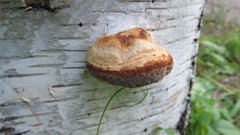 Fomes fomentarius