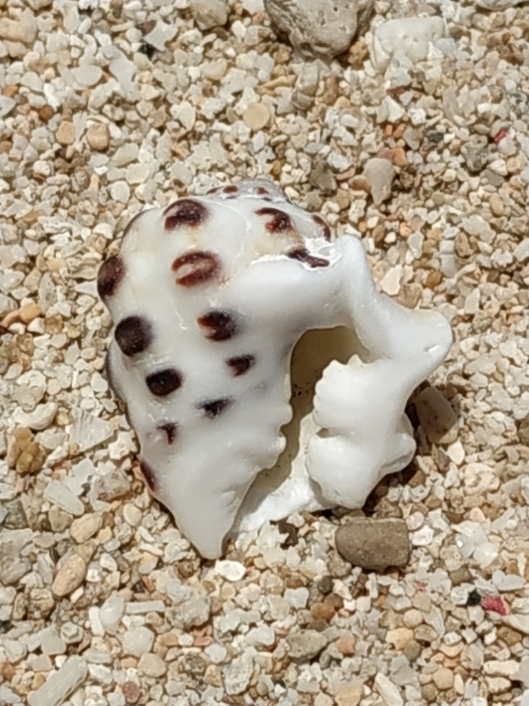 Mulberry drupe