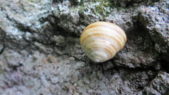 Caucasotachea vindobonensis