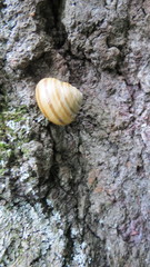 Caucasotachea vindobonensis