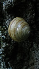 Caucasotachea vindobonensis