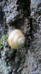 Caucasotachea vindobonensis