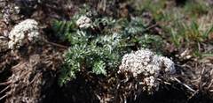 Lomatium canbyi