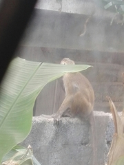 Macaca sinica sinica
