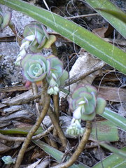Sedum palmeri