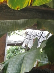 Macaca sinica sinica