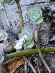 Sedum palmeri