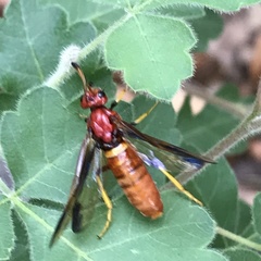 Arge spiculata