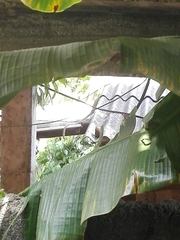 Macaca sinica sinica