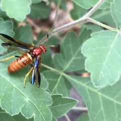Arge spiculata