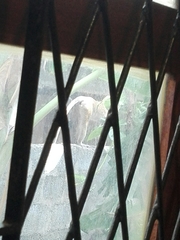 Macaca sinica sinica