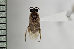 Schizocerella pilicornis