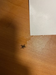 Araneae