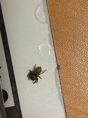 Araneae