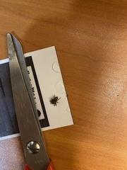 Araneae
