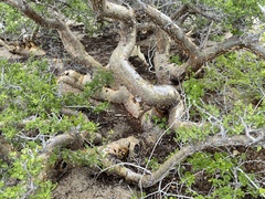 Bursera exequielii