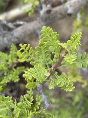 Bursera exequielii