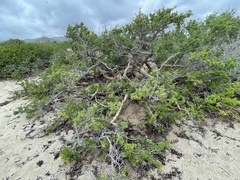 Bursera exequielii