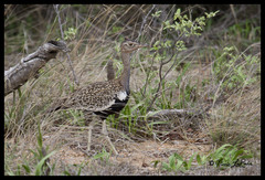 Eupodotis ruficrista