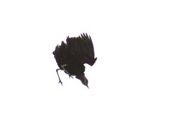 Eupodotis ruficrista