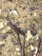 Pseudopolydesmus erasus