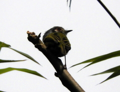 Myiornis auricularis