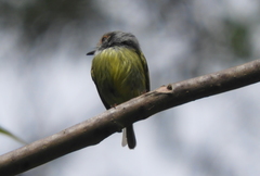 Myiornis auricularis
