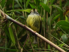 Myiornis auricularis
