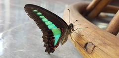 Graphium sarpedon